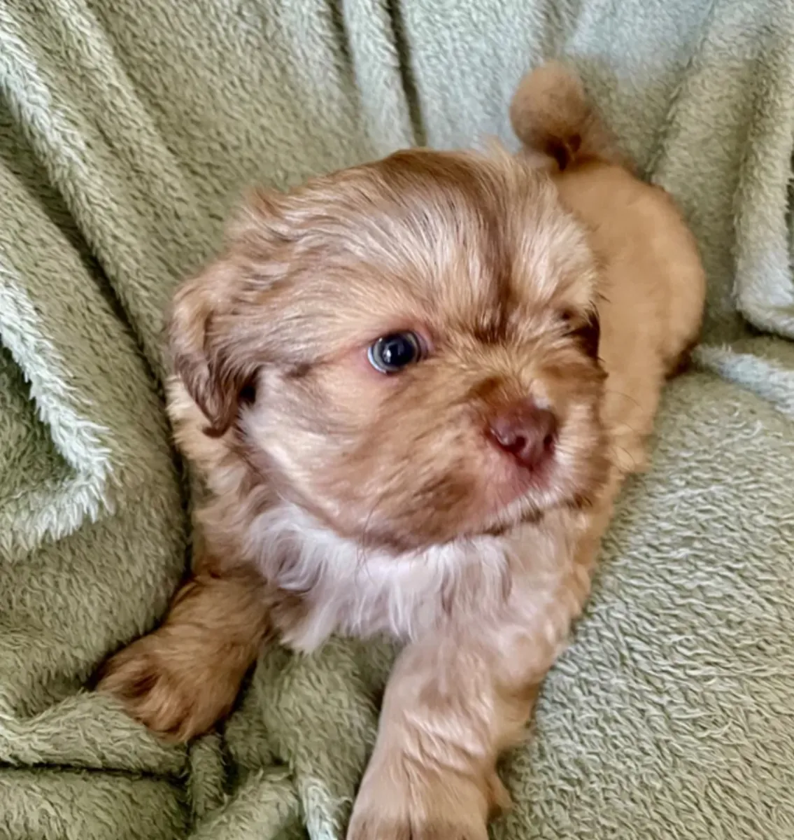 Cachorros Imperial Shih Tzu