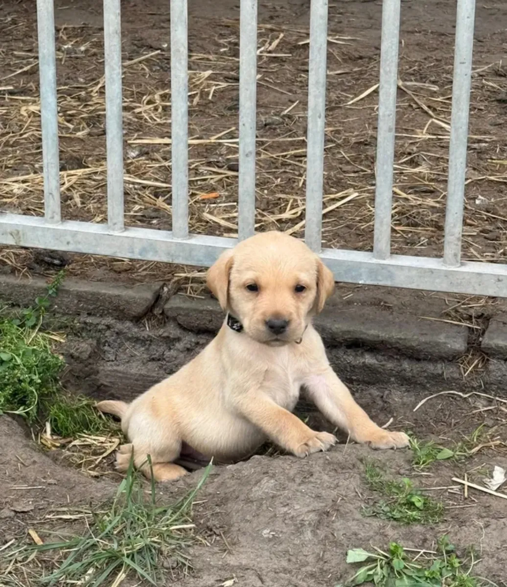 Excelente Labrador Retriever de línea criada en casa, registrado en el Kennel Club y con control de 