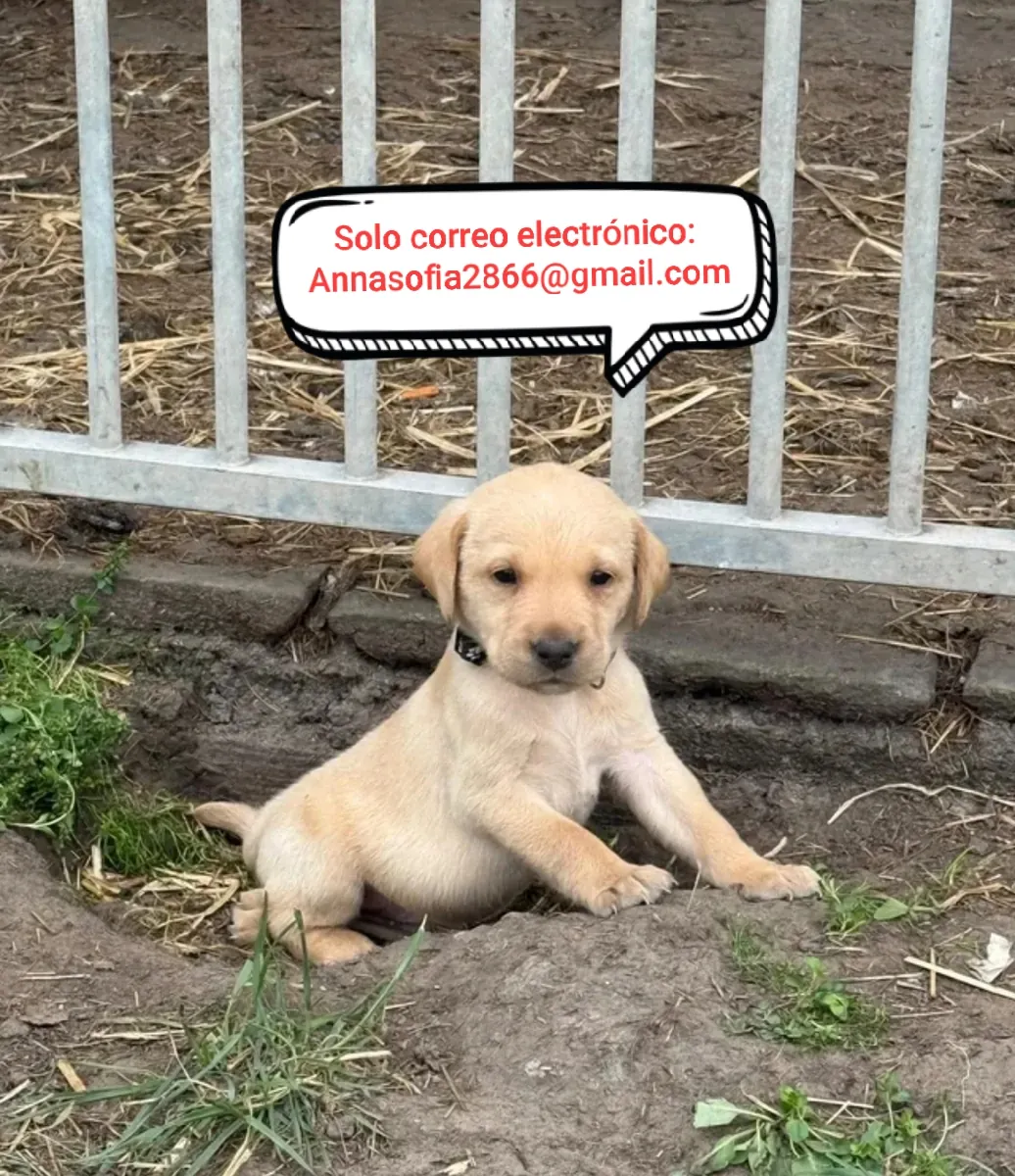 Excelente Labrador Retriever de línea criada en casa, registrado en el Kennel Club y con control de