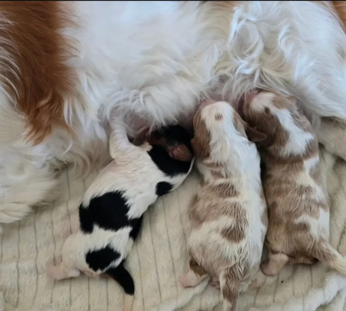 Cachorros de caballero para adopción
