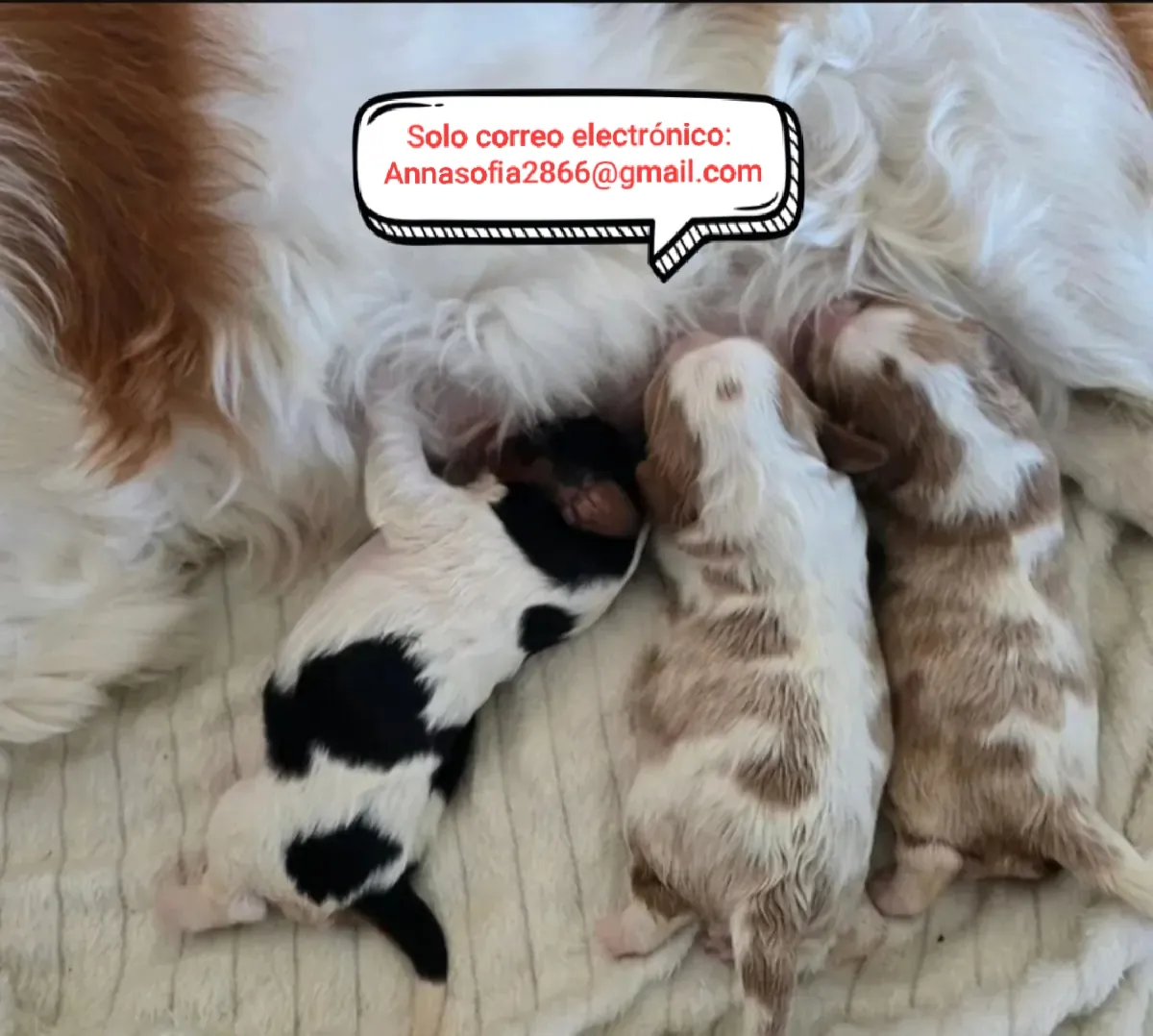 Chiots de chevalier à adopter