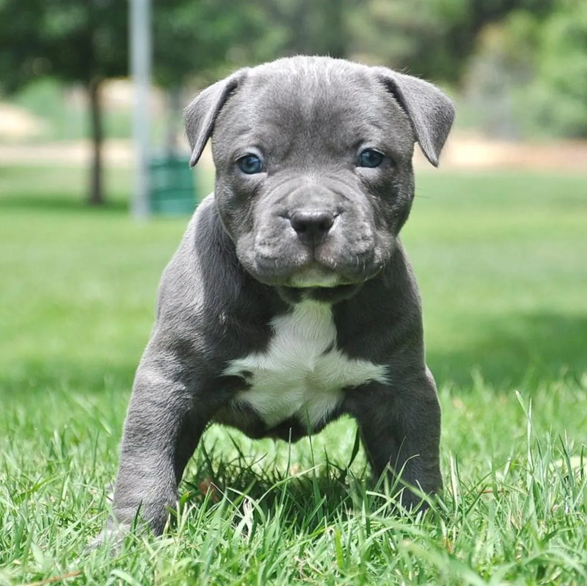Pit bull Terrier puppies