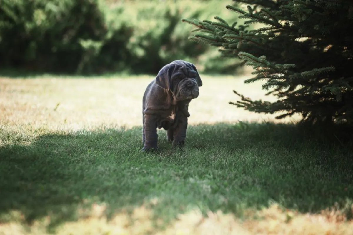 Neopolitan Mastiff pups for sale