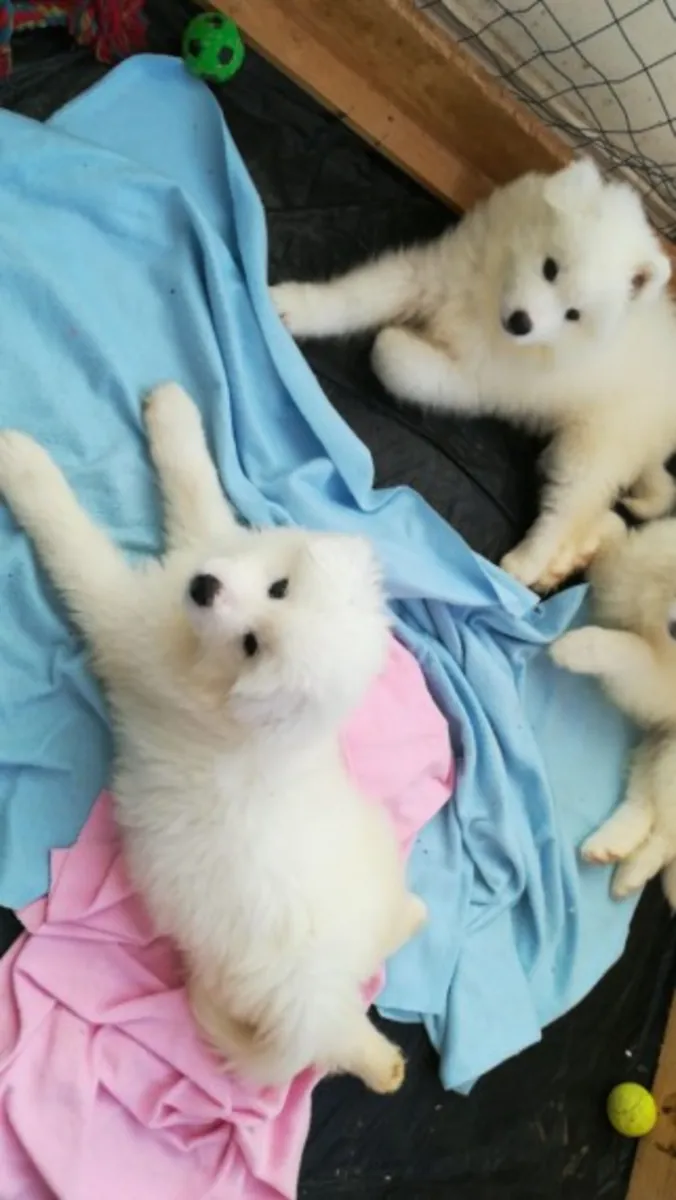AKc Reg beautiful Samoyed pups for sale