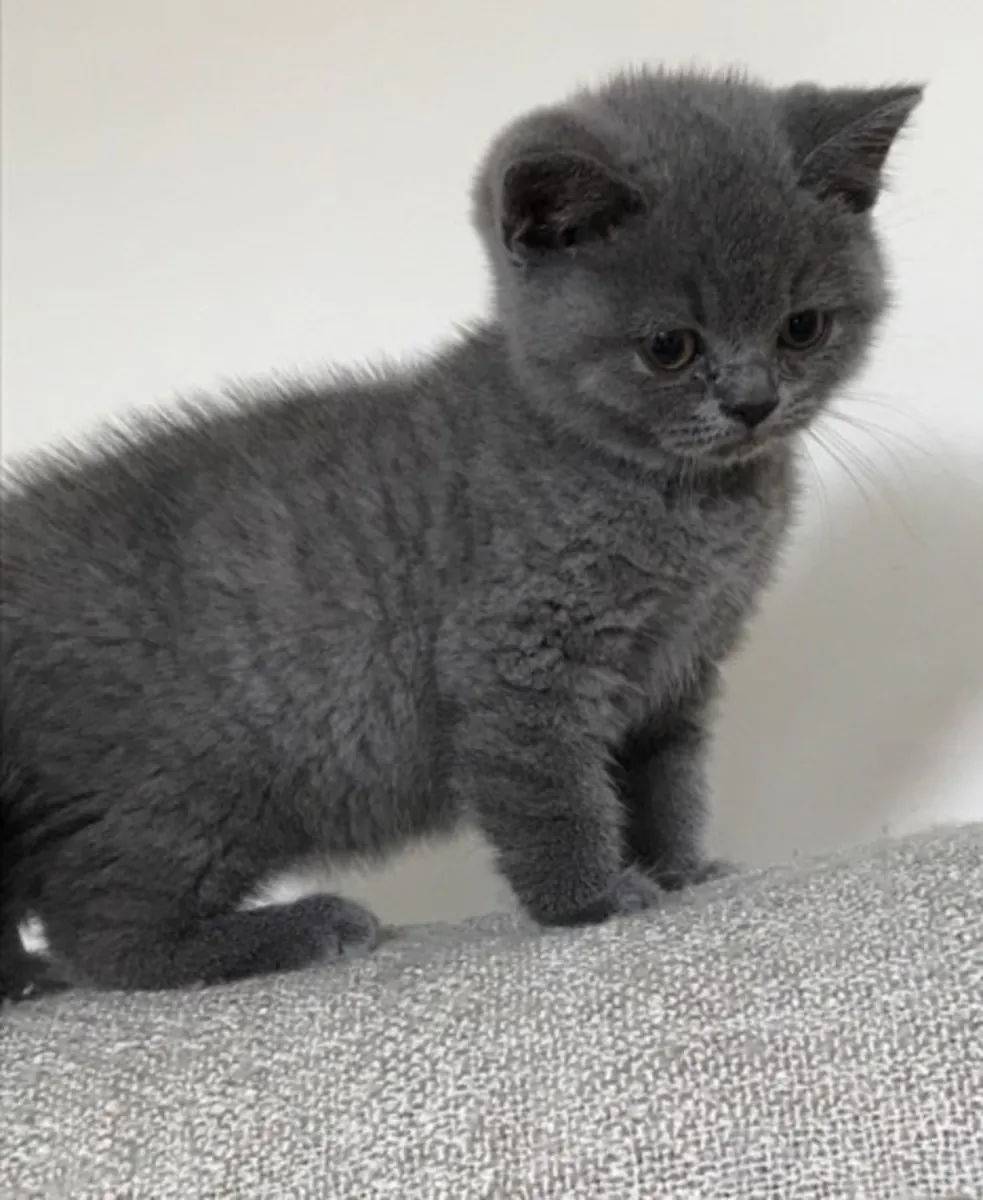 Gccf registered british shorthair kittens
