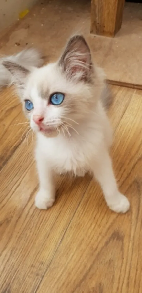stunning ragdoll kittens
