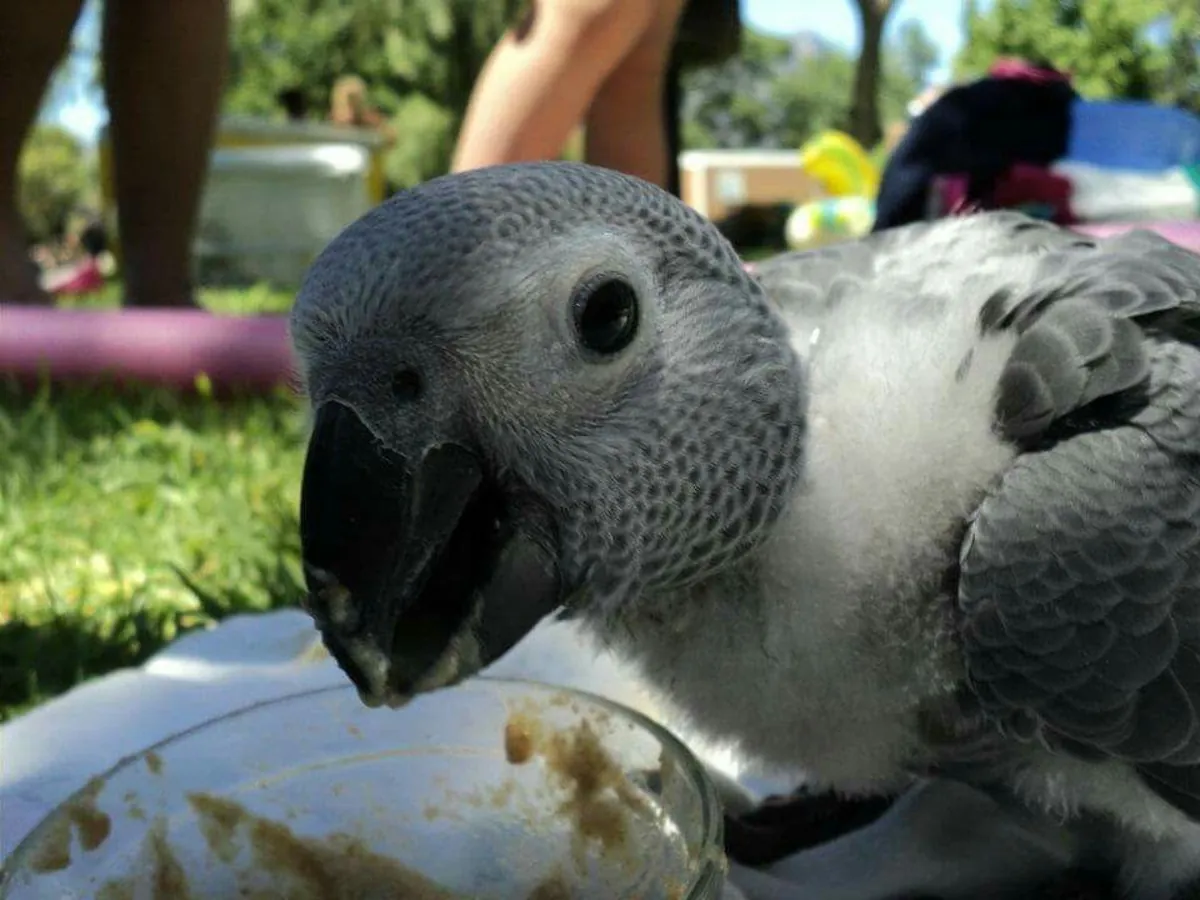 Cute African grey