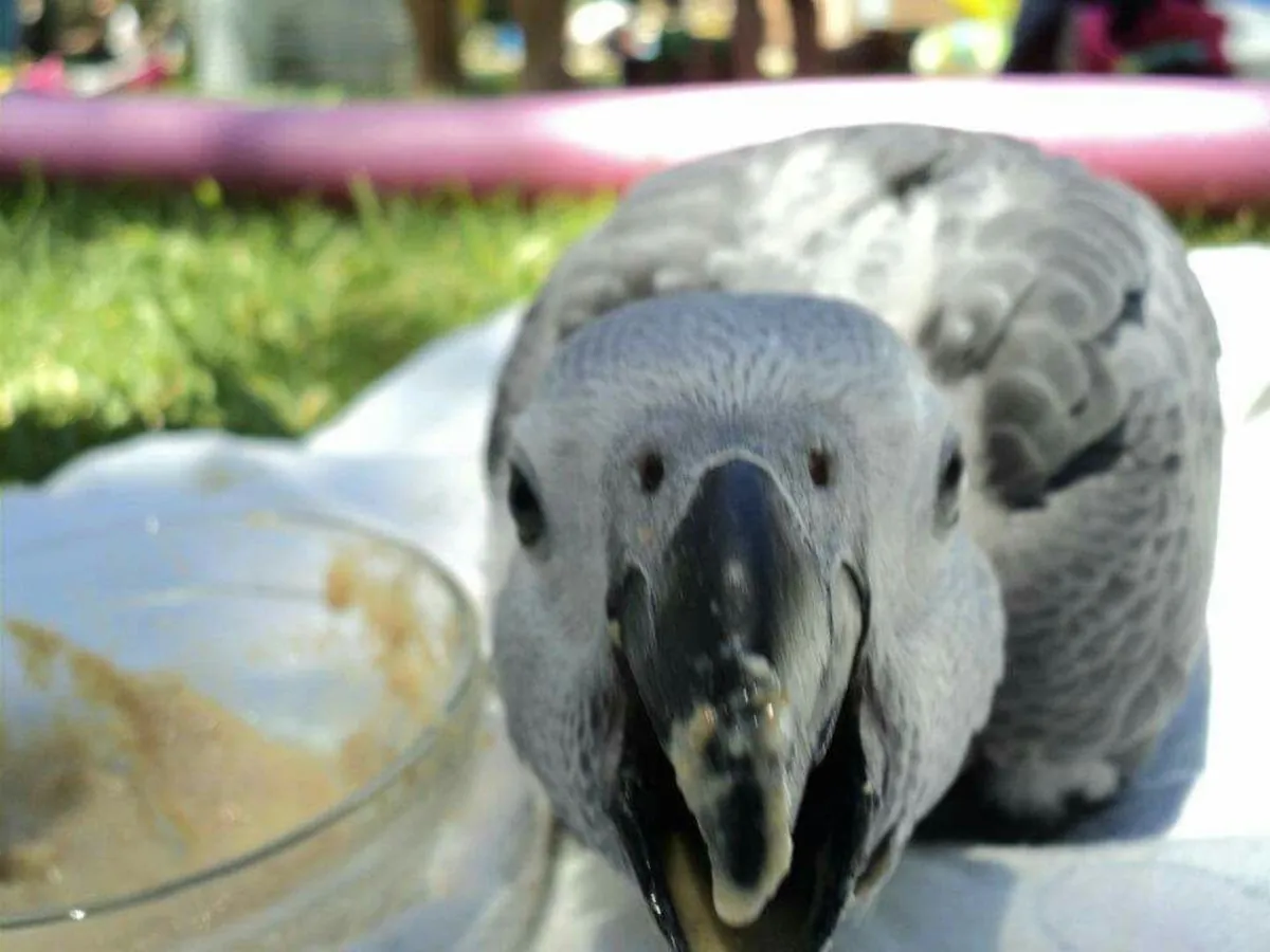 Cute African grey