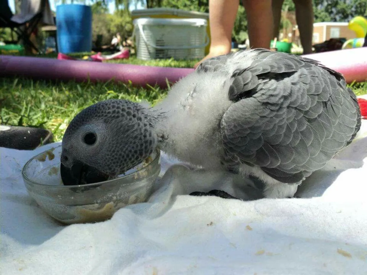 Cute African grey