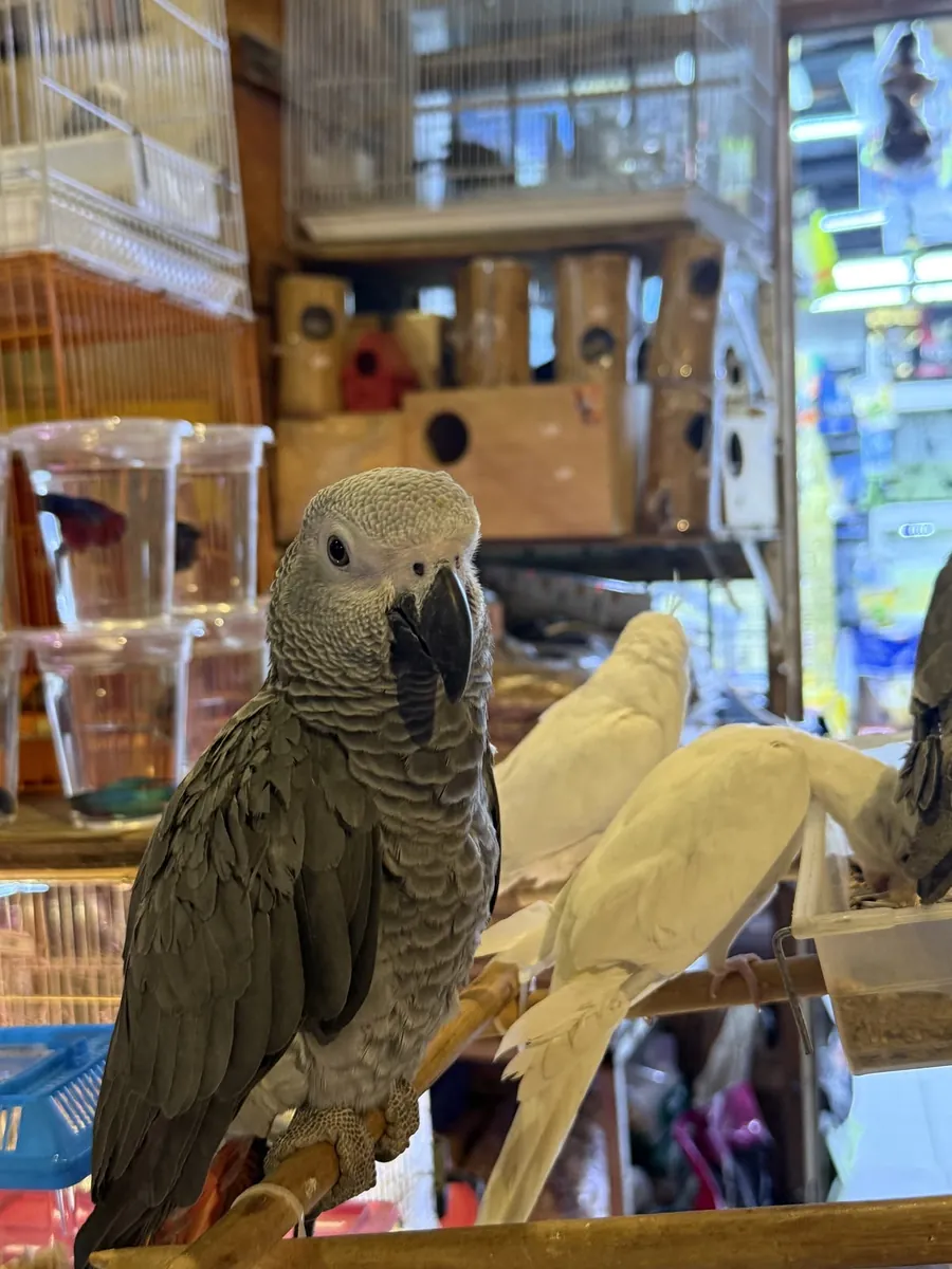 Bebés adorables