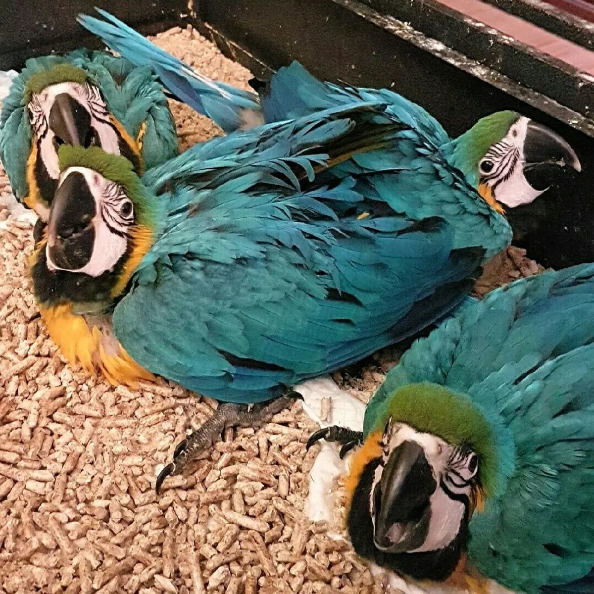 Bebés hermosos