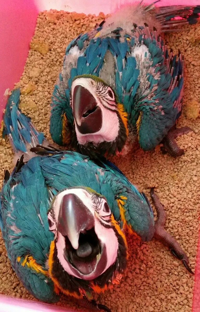 Bebés hermosos