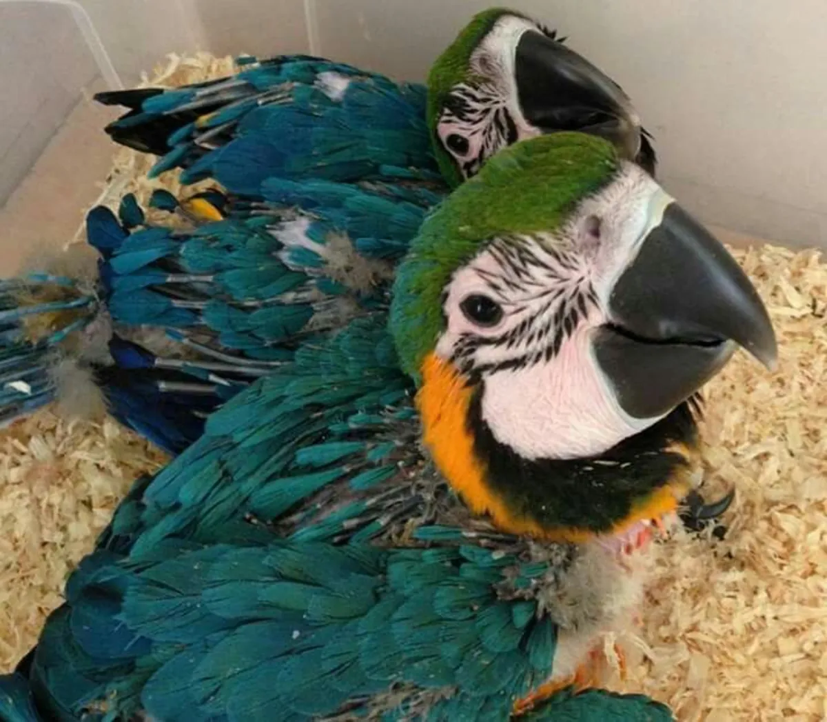 Bebés hermosos