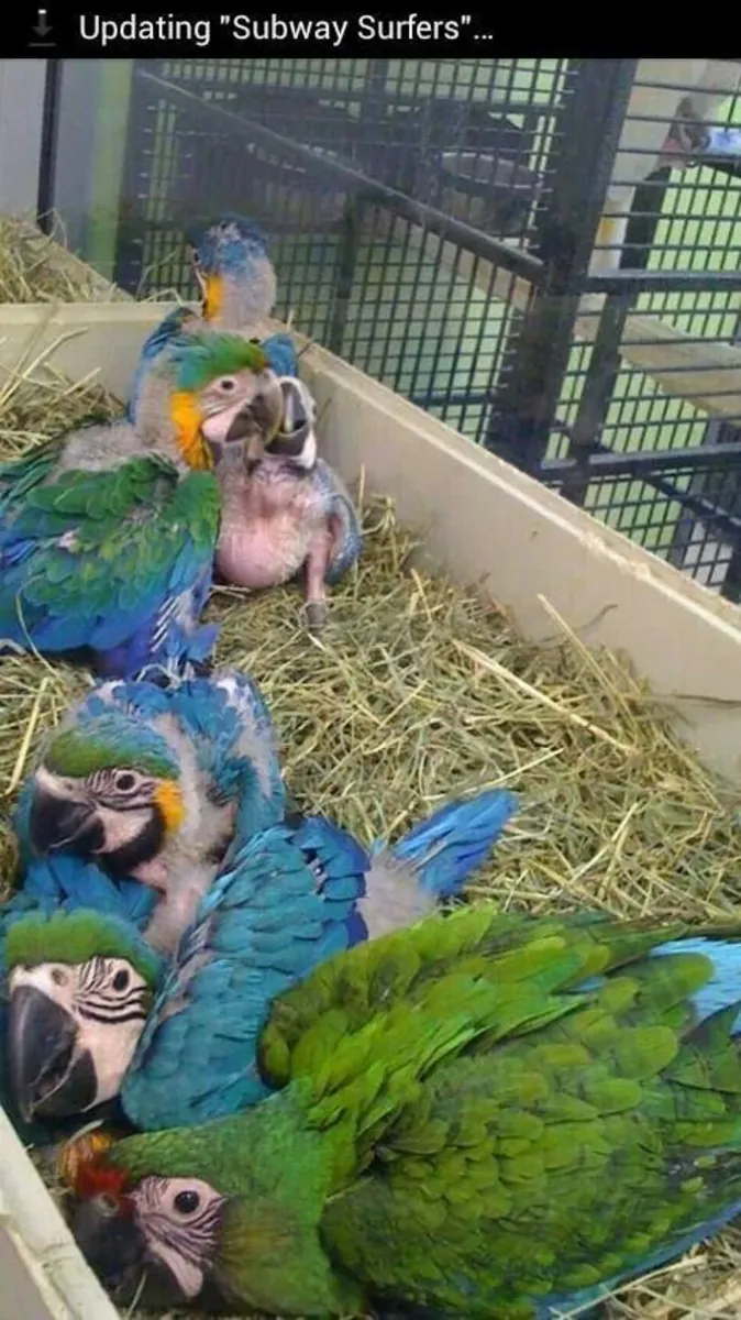 Bebés hermosos