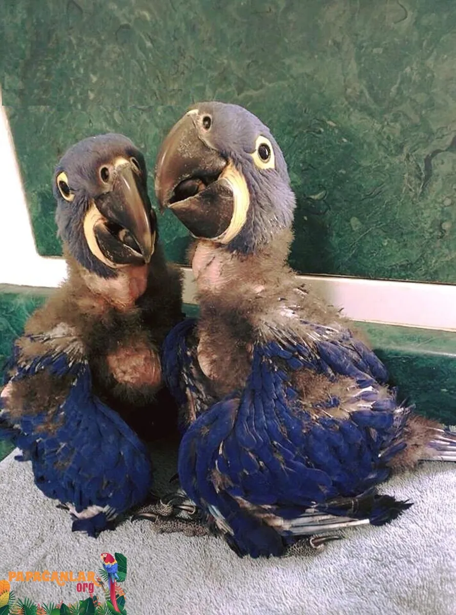 Guacamayo jacinto