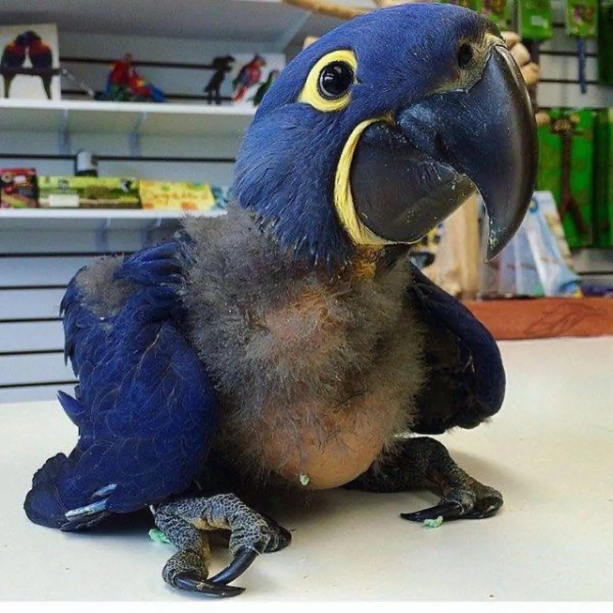 Guacamayo jacinto