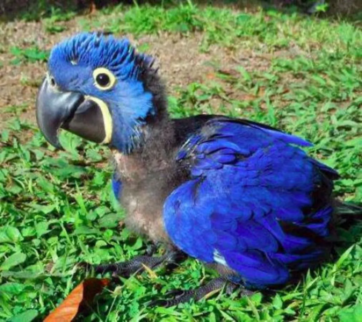 Guacamayo jacinto