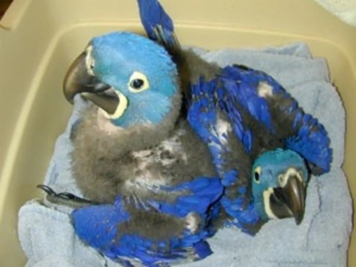Guacamayo jacinto