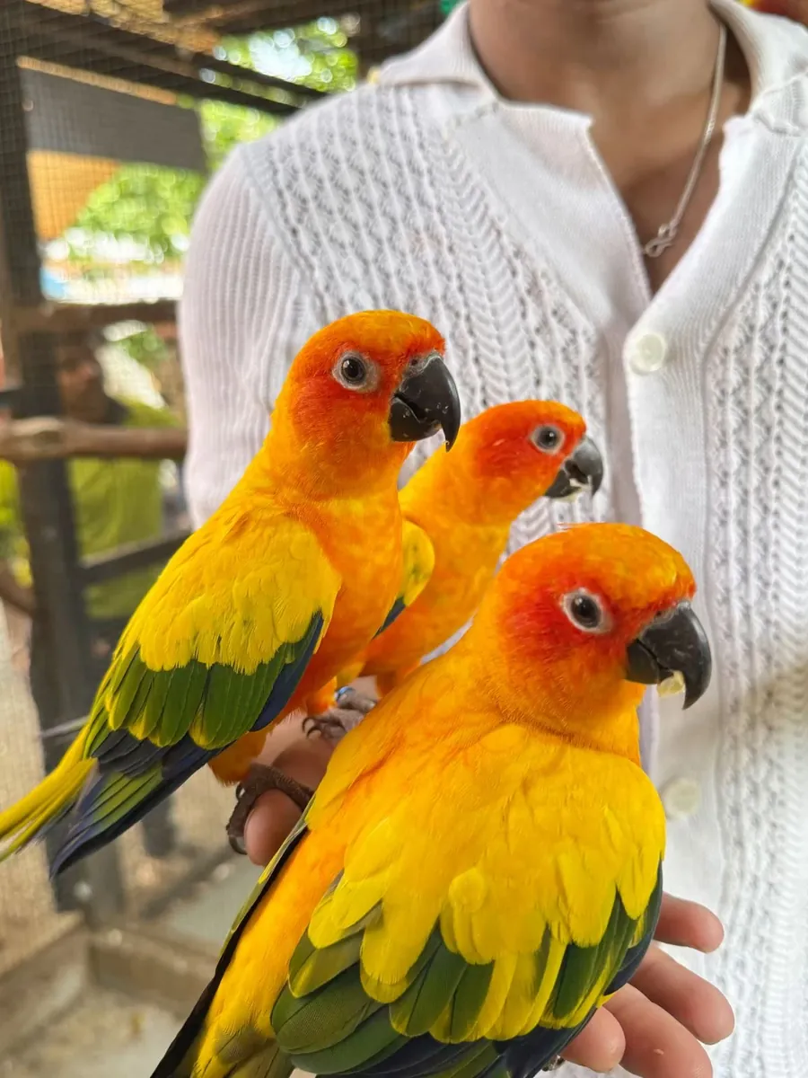 Hermosos bebés amarillos