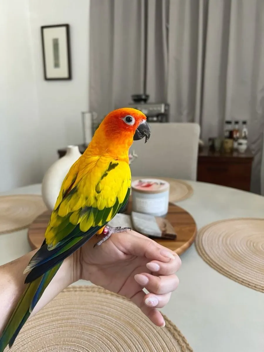 Hermosos bebés amarillos