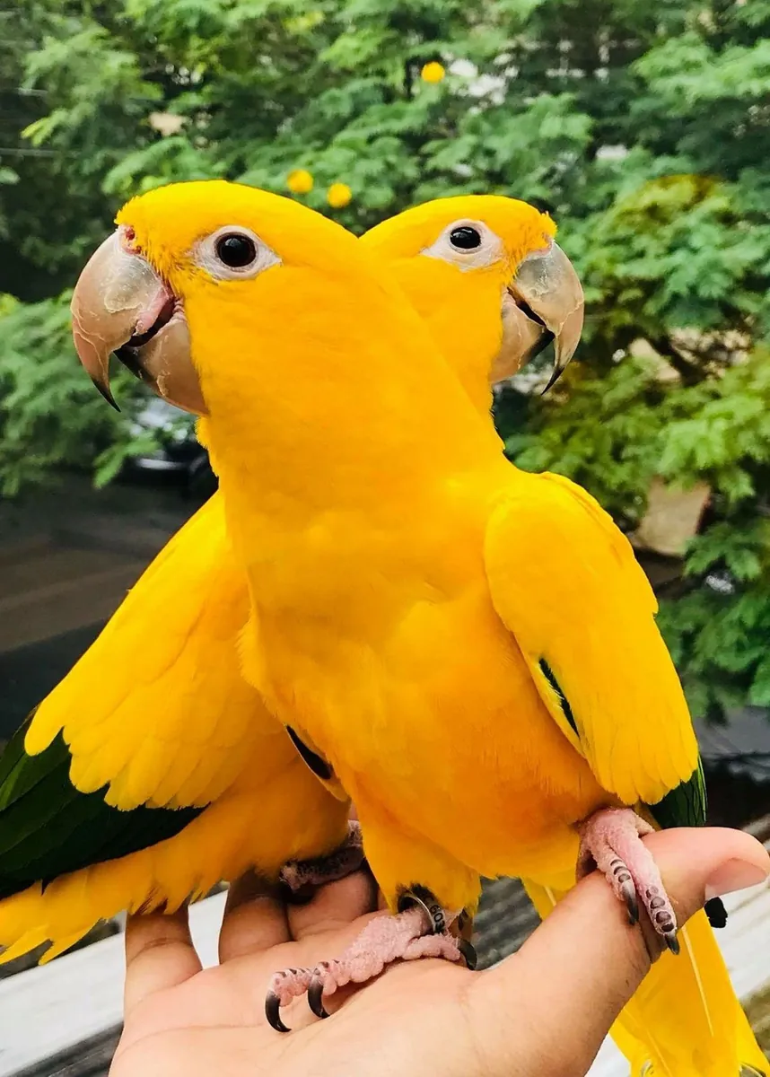 Hermosos bebés amarillos