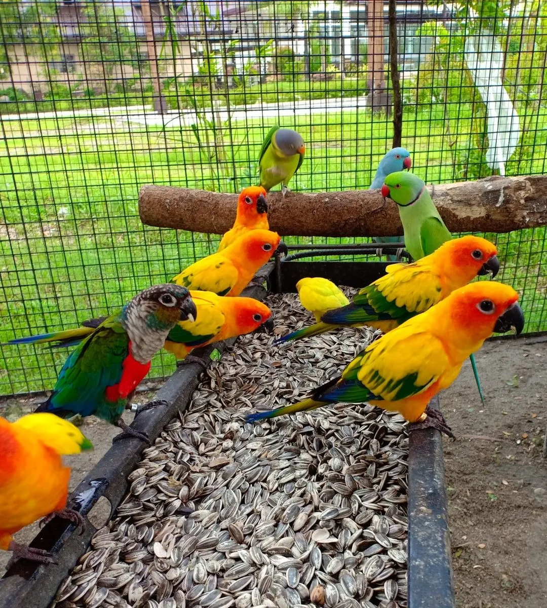 Hermosos bebés amarillos