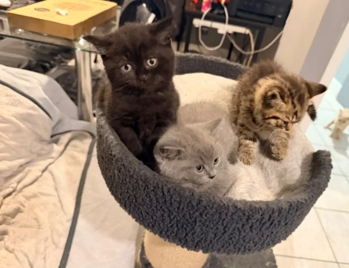 DREI BRITISCHE, KÜRTERE KÖTZEN FUR ADOPTION