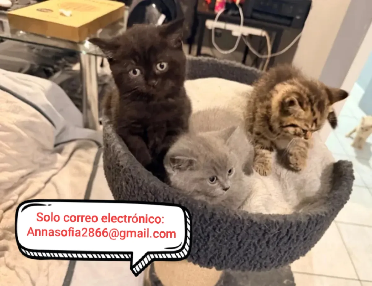 Gato británico de pelo corto para adopción