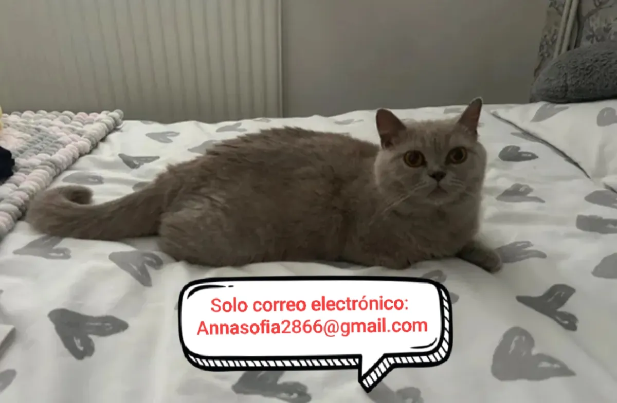 Hermosos pelirrojos británicos para adopción