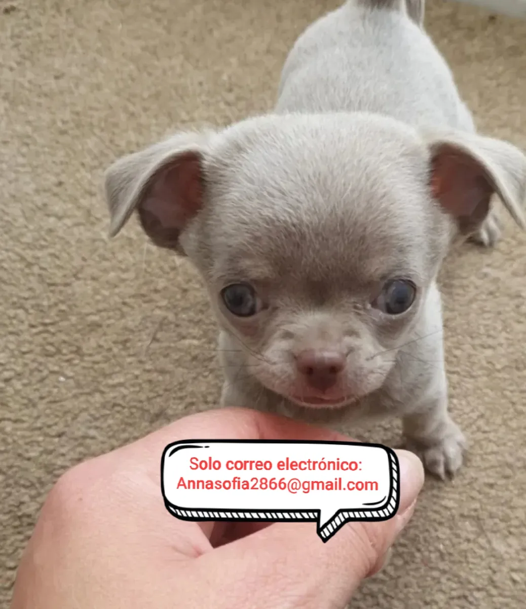 Chihuahua puppies for adoption
