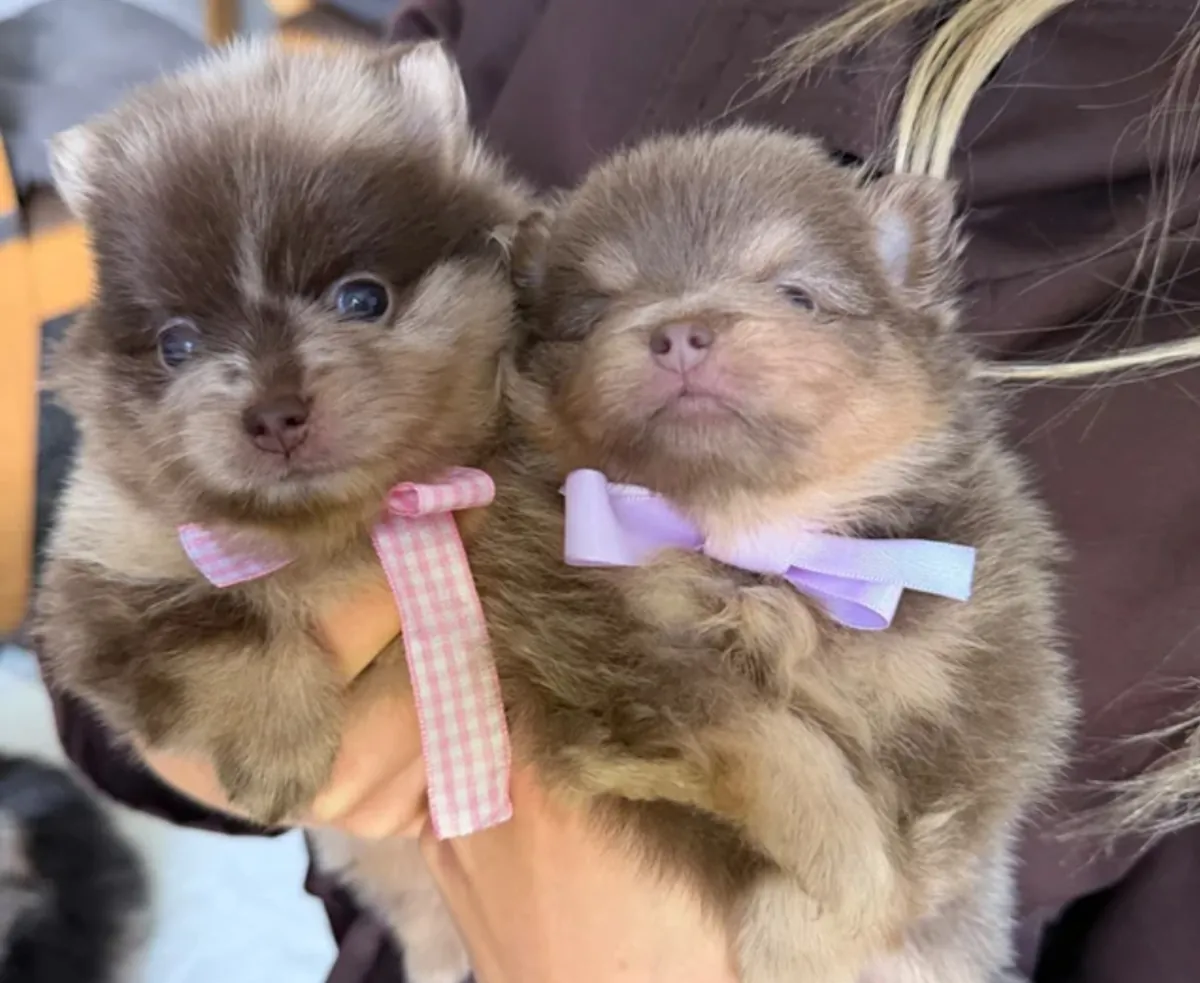Chiots Poméraniens à adopter