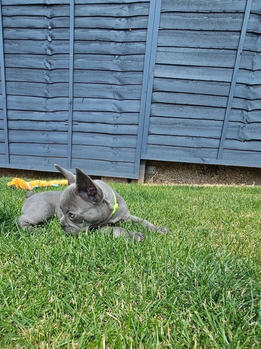 Chiot Bulldog Français de qualité AKC à adopter gratuitement