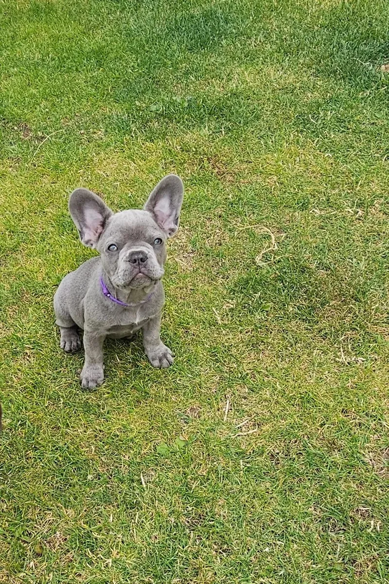 Muhteşem Fransız Bulldog Yavruları