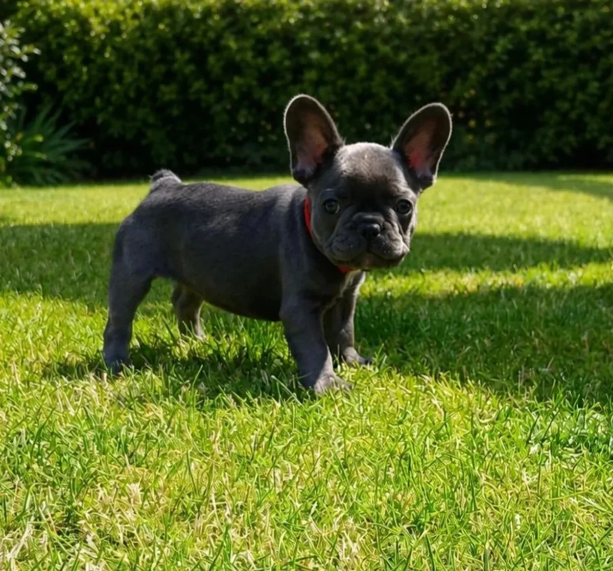 İyi Eğitilmiş Fransız Bulldog Yavruları