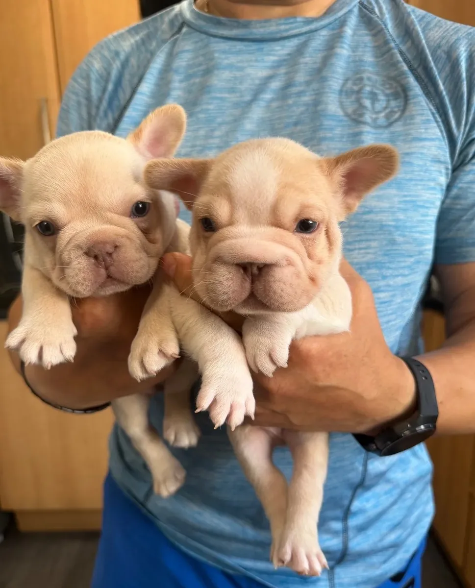 Göz alıcı AKC kayıtlı Fransız Bulldog Yavruları