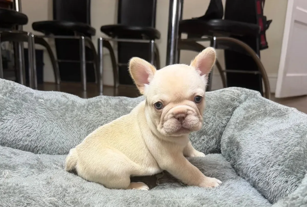Göz alıcı AKC kayıtlı Fransız Bulldog Yavruları