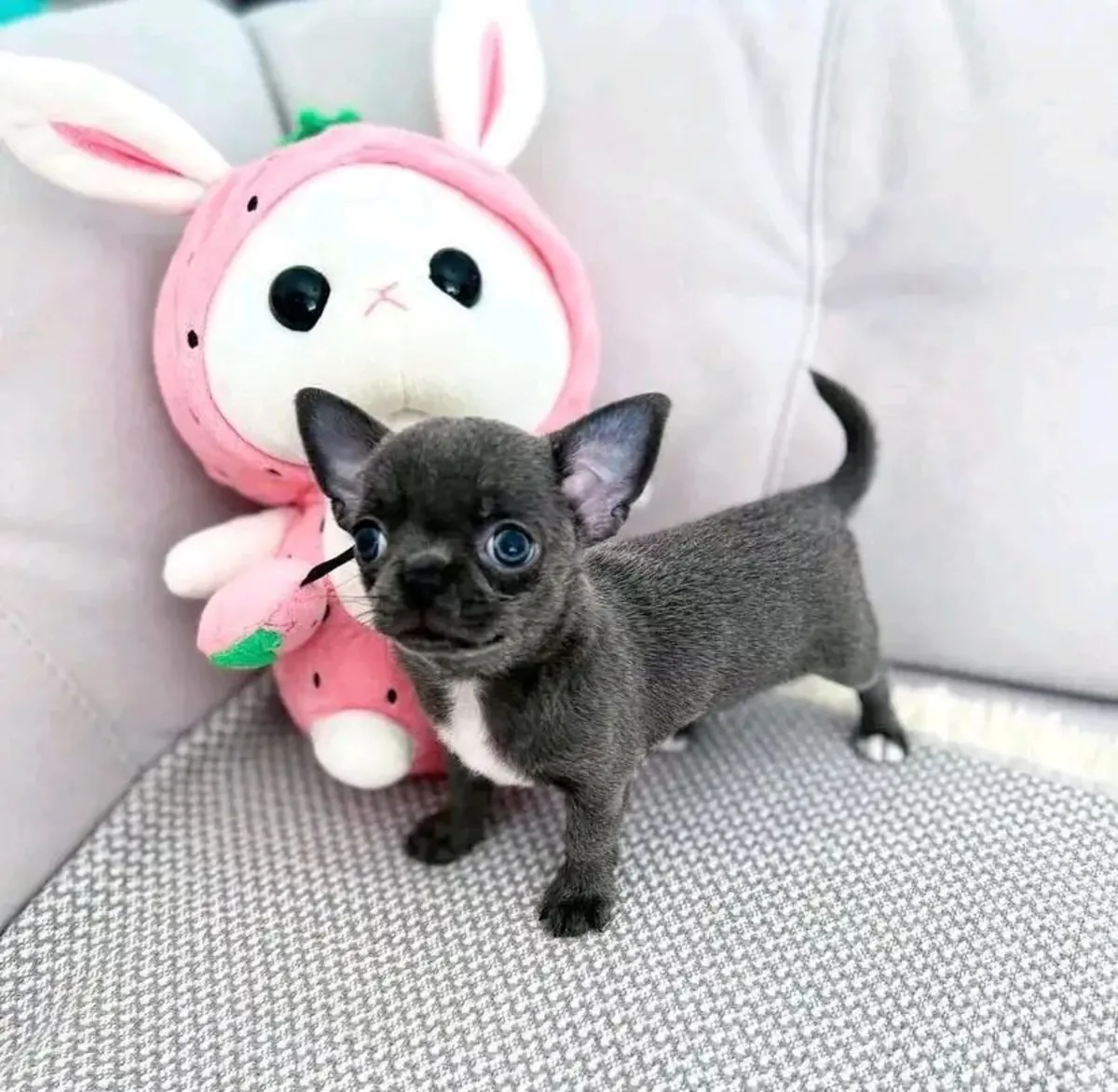 Adopta Chihuahua Yavruları