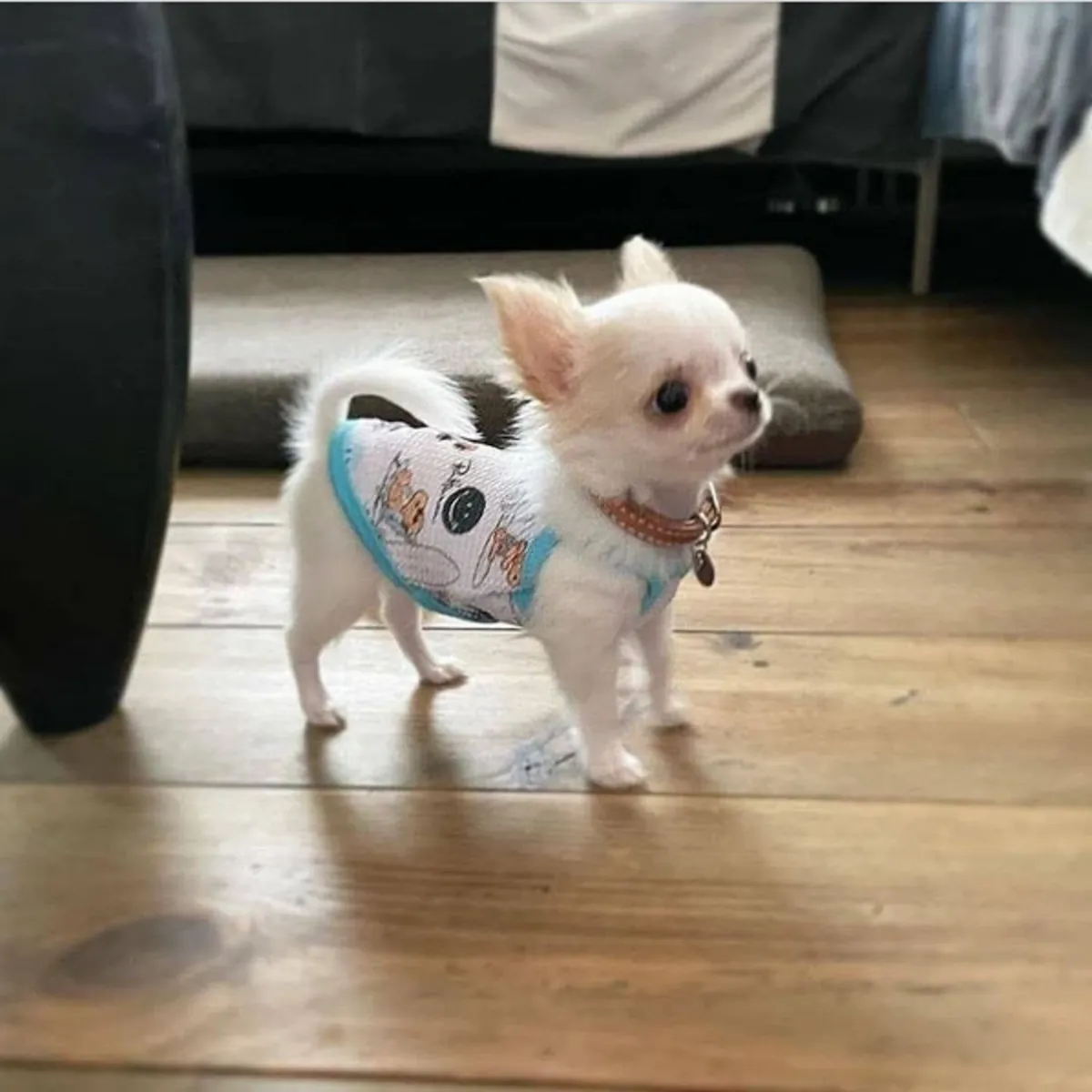 Regalo Cachorros de Chihuahua disponibles para adopcióny