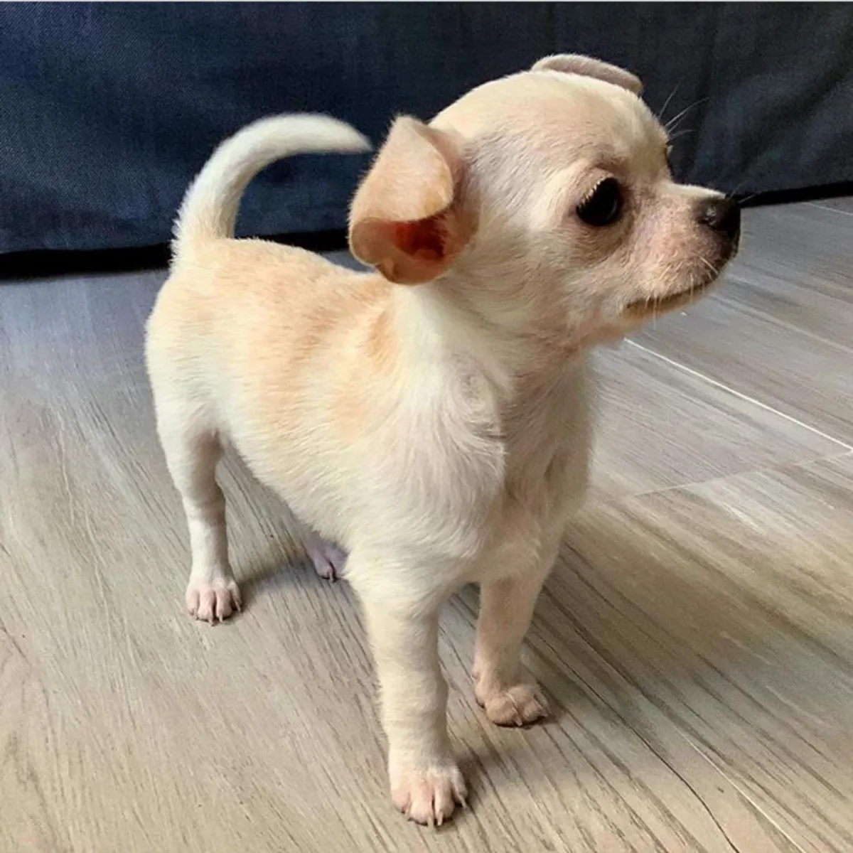 Regalo Cachorros de Chihuahua disponibles para adopciónq