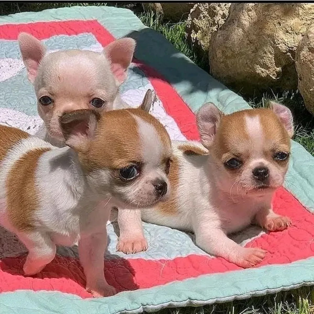 Gift Chihuahua Puppies available for adoption