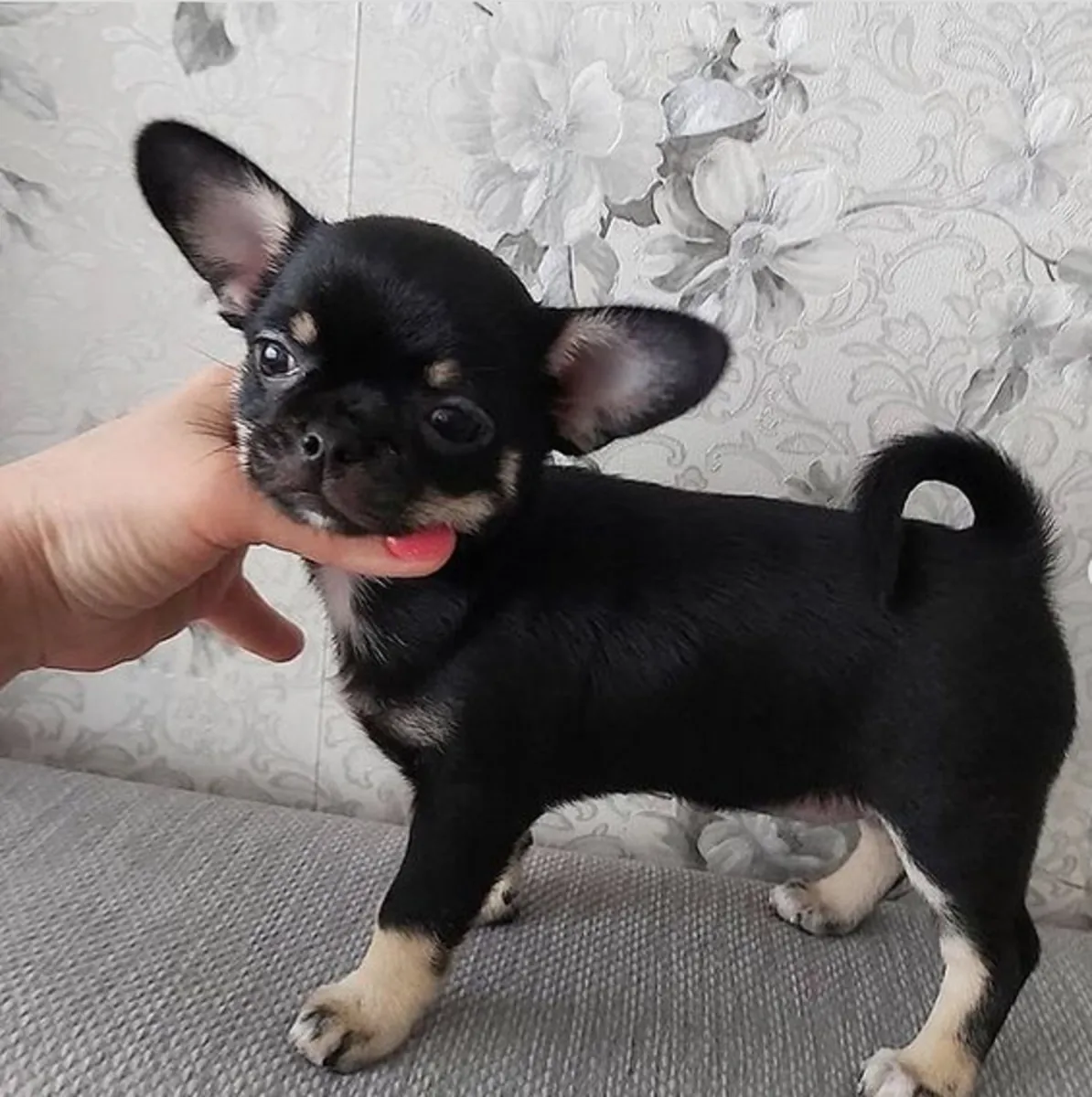 Regalo Cachorros de Chihuahua disponibles para adopcións