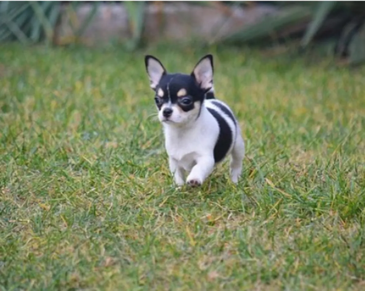 Gift Chihuahua Puppies available for adoption