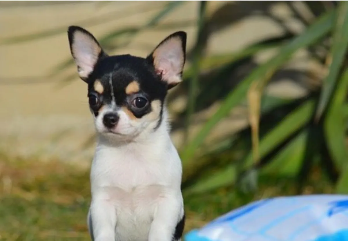 Regalo Cachorros de Chihuahua disponibles para adopcióna