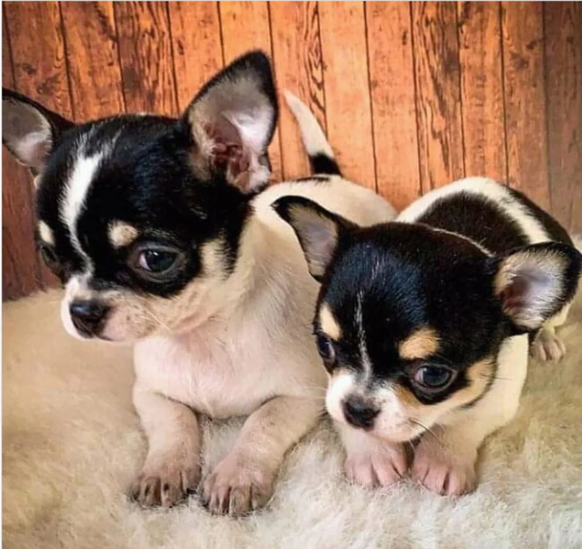 Gift Chihuahua Puppies available for adoption
