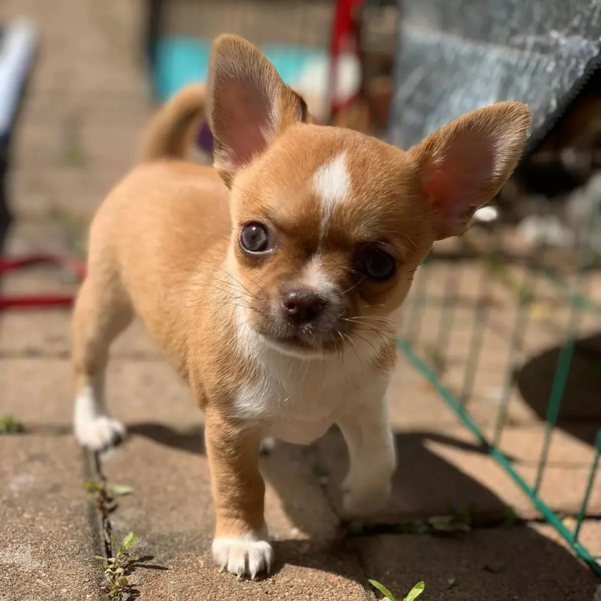Regalo Cachorros de Chihuahua disponibles para adopciónm