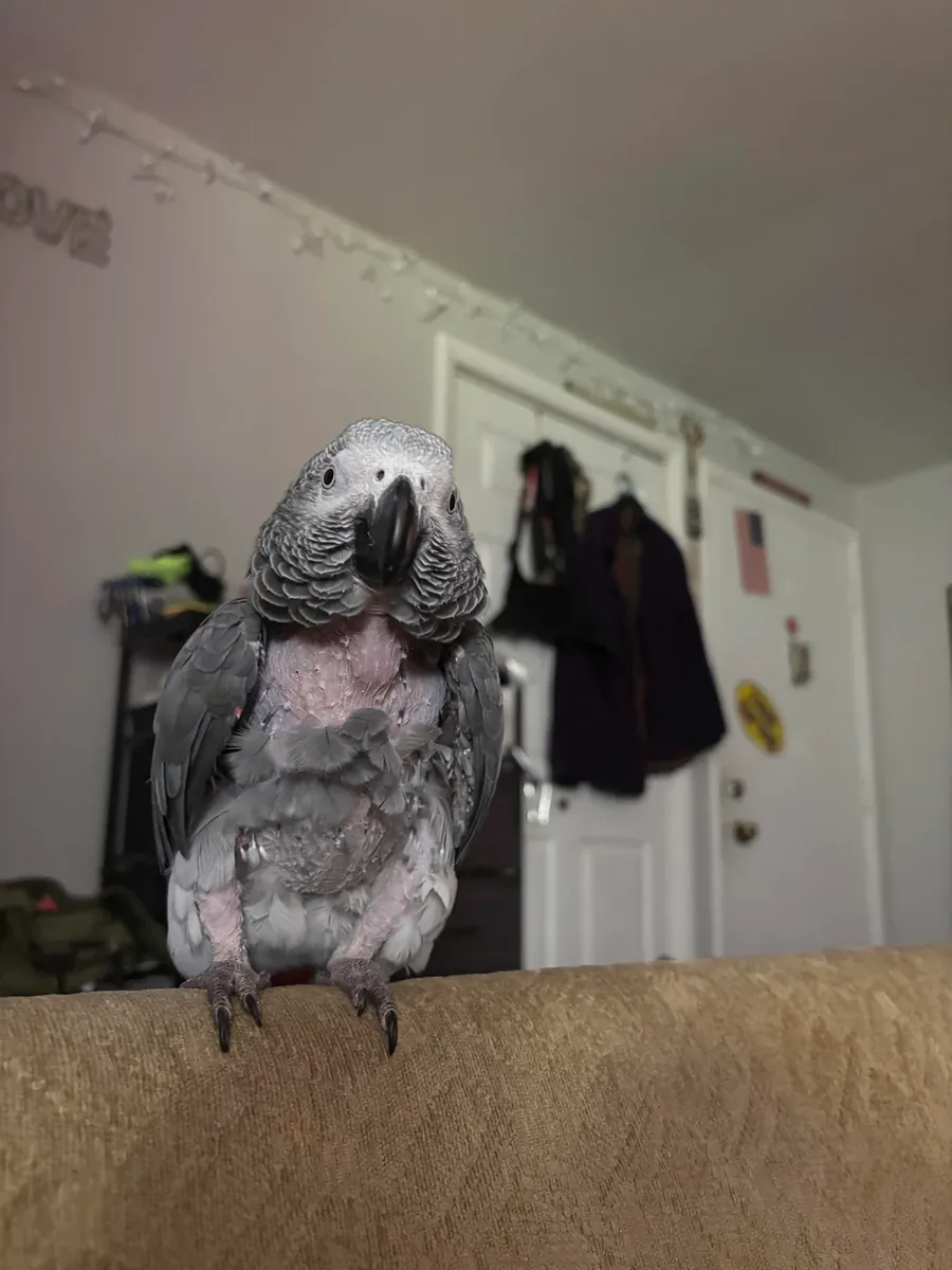 Perroquet gris du Gabon sociable habitué à la maison