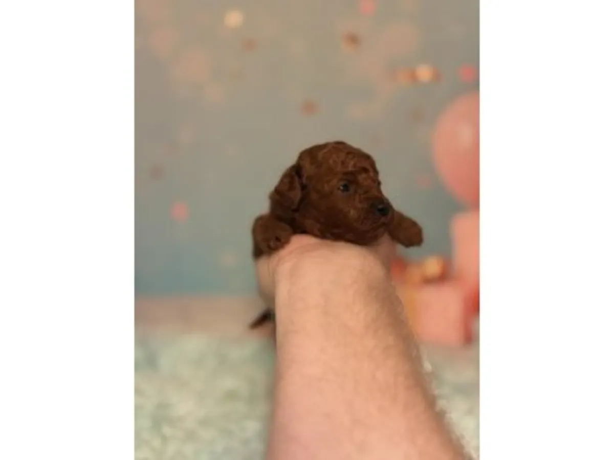 Caniche toy marron élevé avec attention en famille