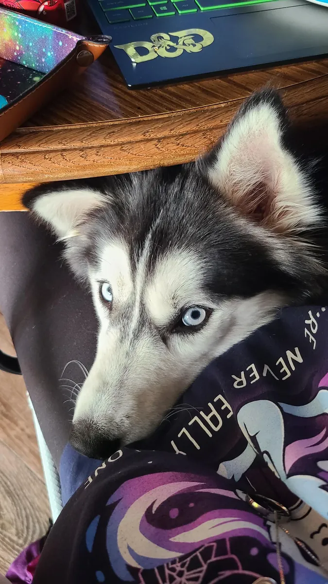 Husky sociable habitué à vivre avec des humains