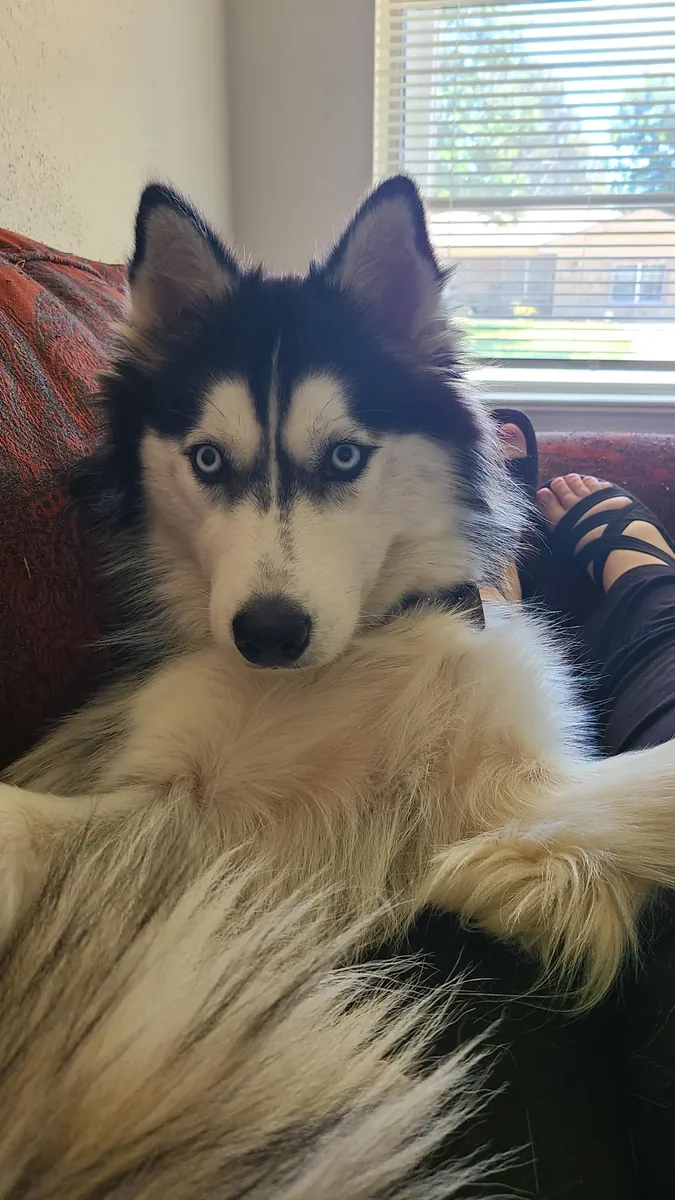 Husky sociable habitué à vivre avec des humains