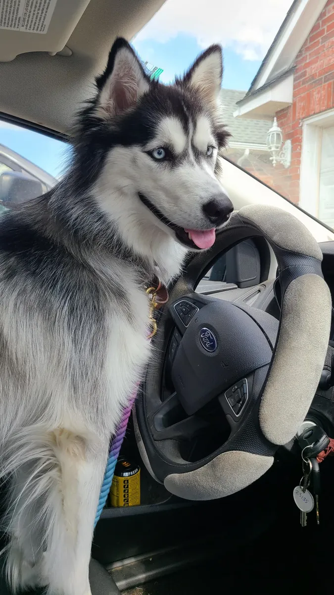 Husky sociable habitué à vivre avec des humains